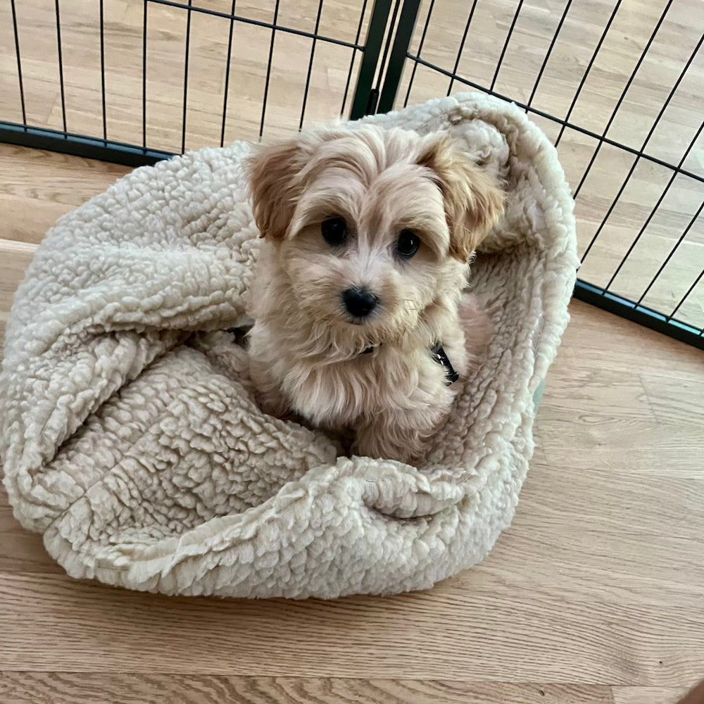 Hundewelpe der in seiner Hundedecke liegt.