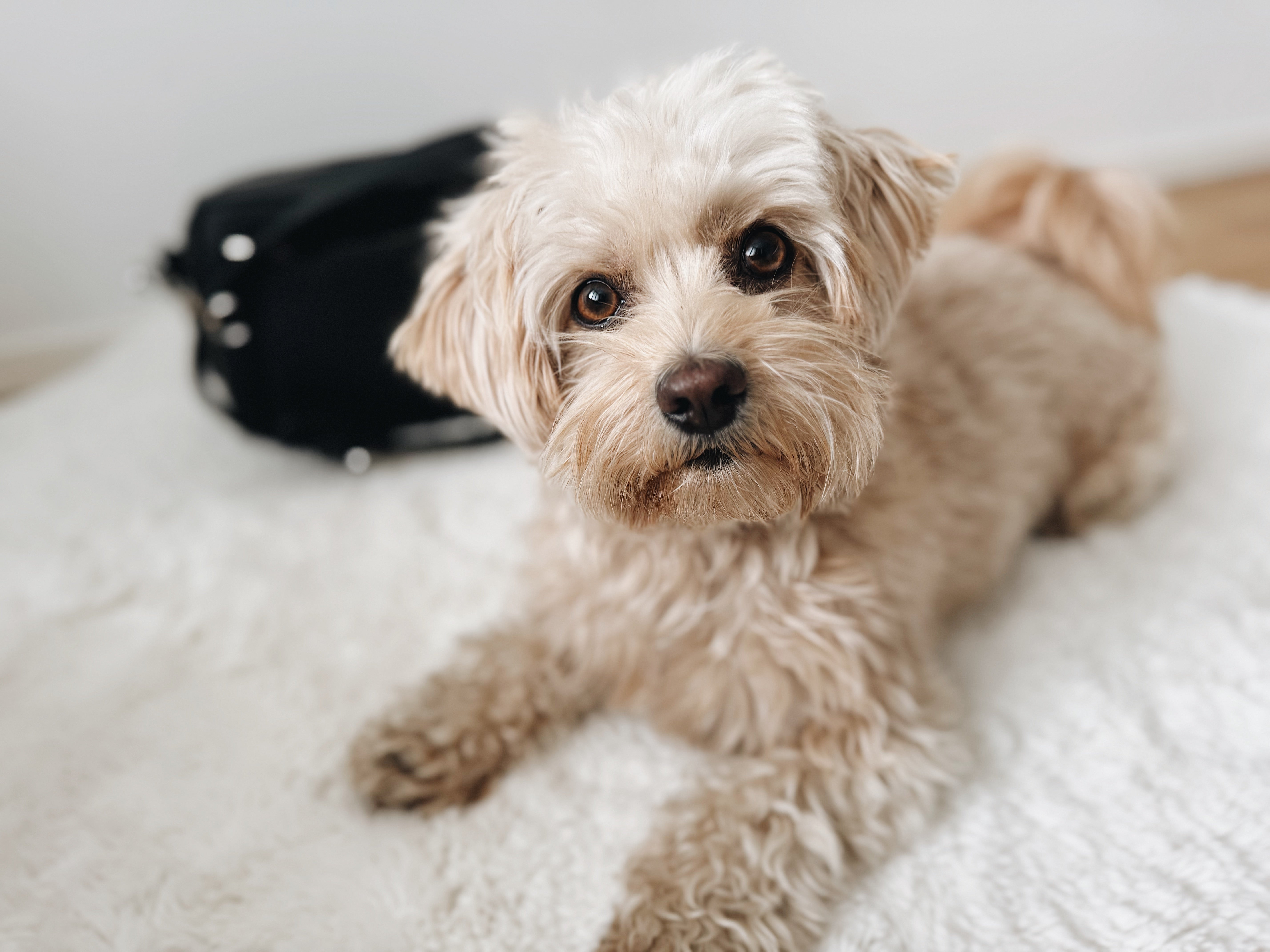 Hundebetreuung - Worauf du achten solltest!