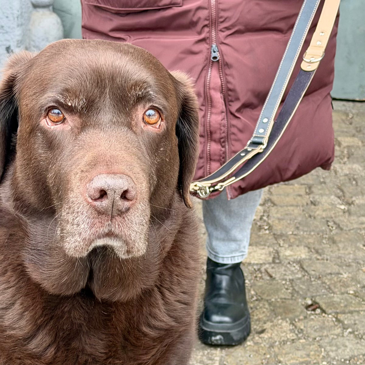 Schokobrauner Labrador an der Leine von HILOWIND.