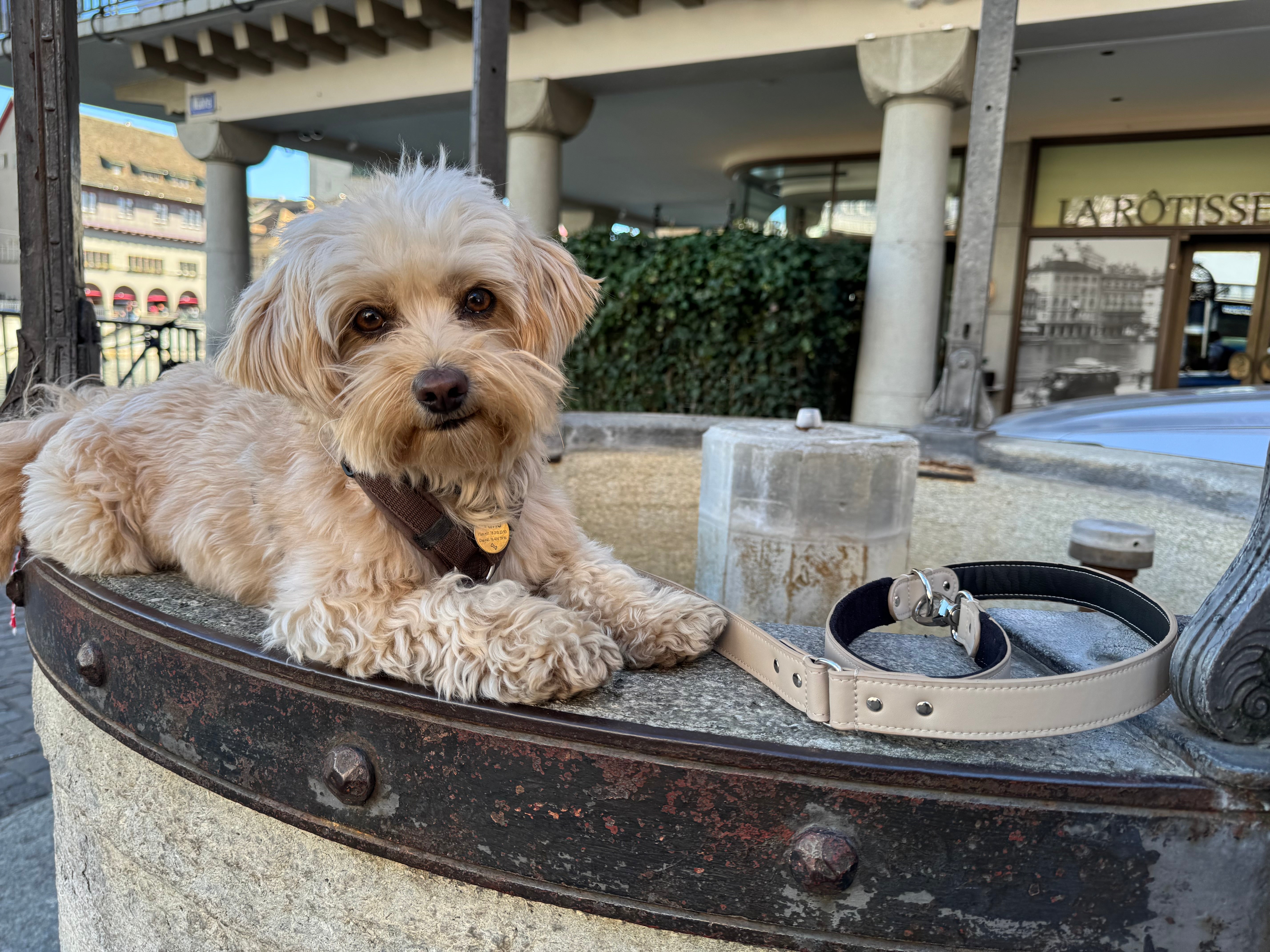 Welpe Erstausstattung