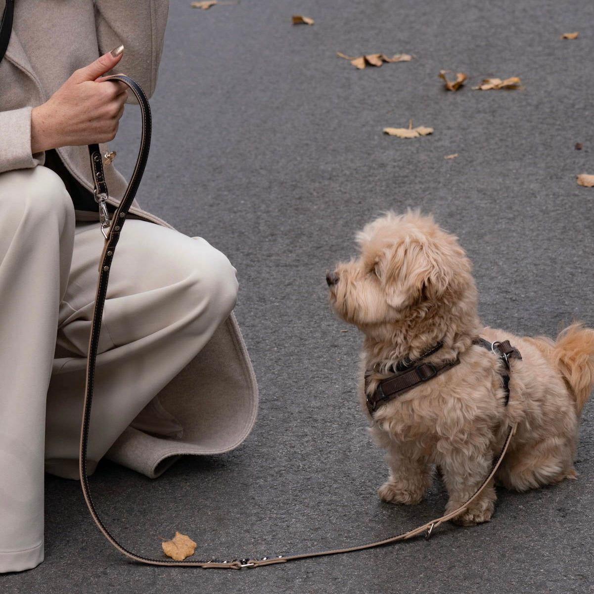 Dog Leash YUNO (available immediately)